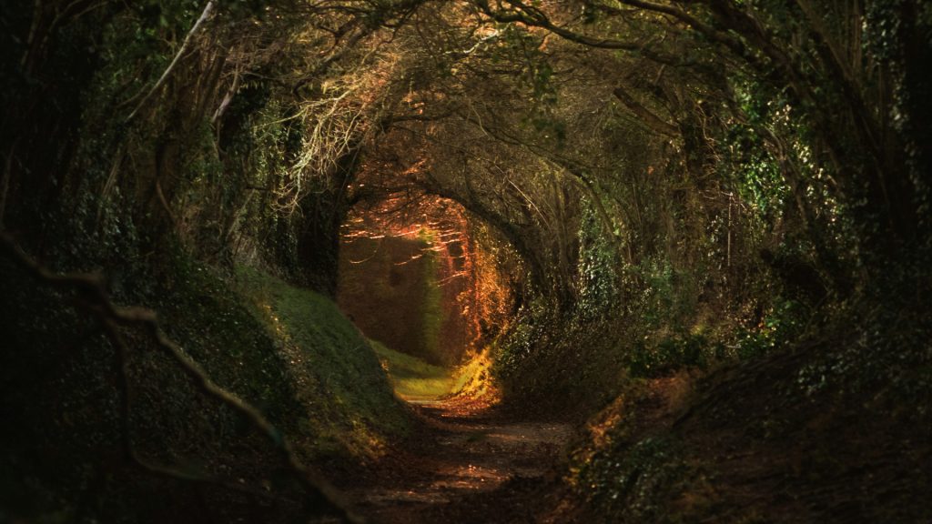 Trees twisting to form a path toward a circle of light at the end.